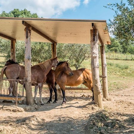 Agriturismo Goccia Di Luna 움베티드 외부 사진