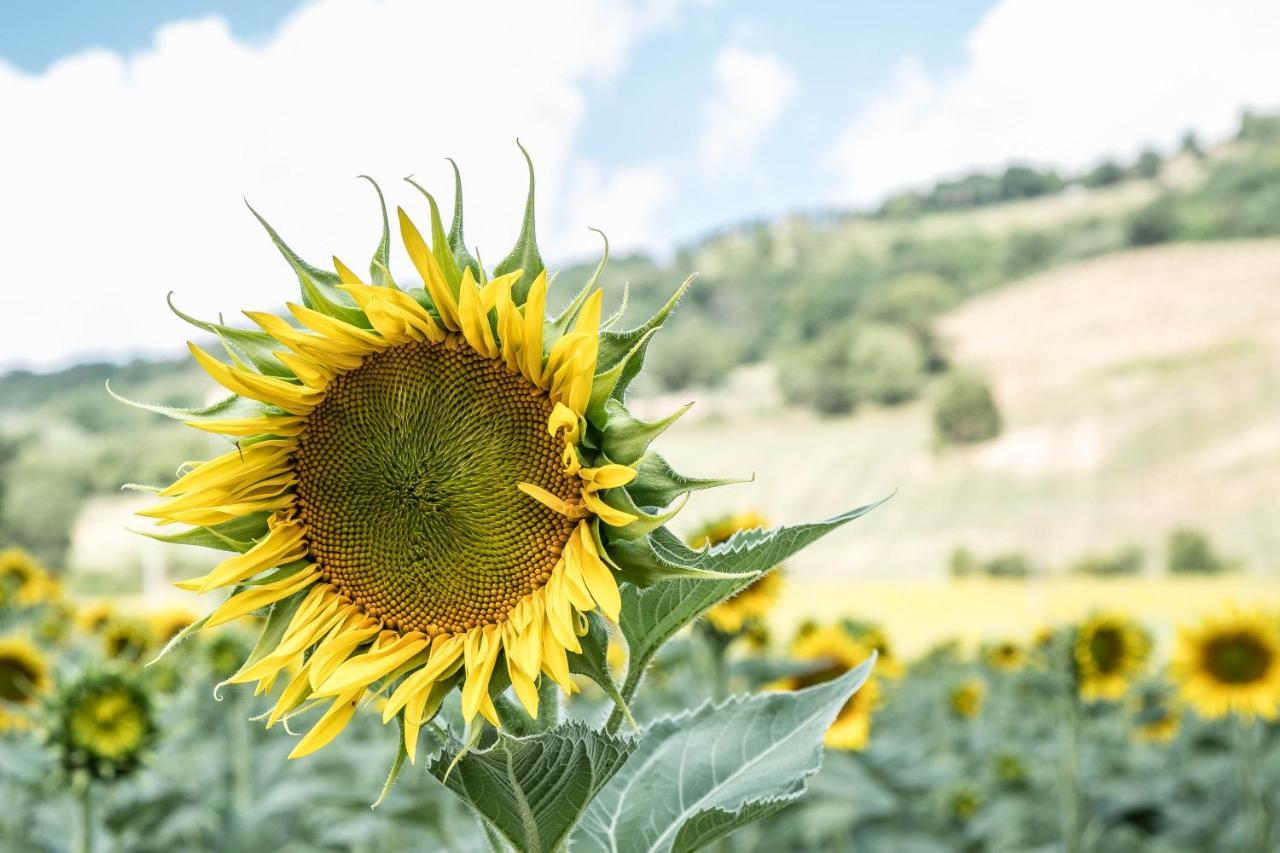Agriturismo Goccia Di Luna 움베티드 외부 사진
