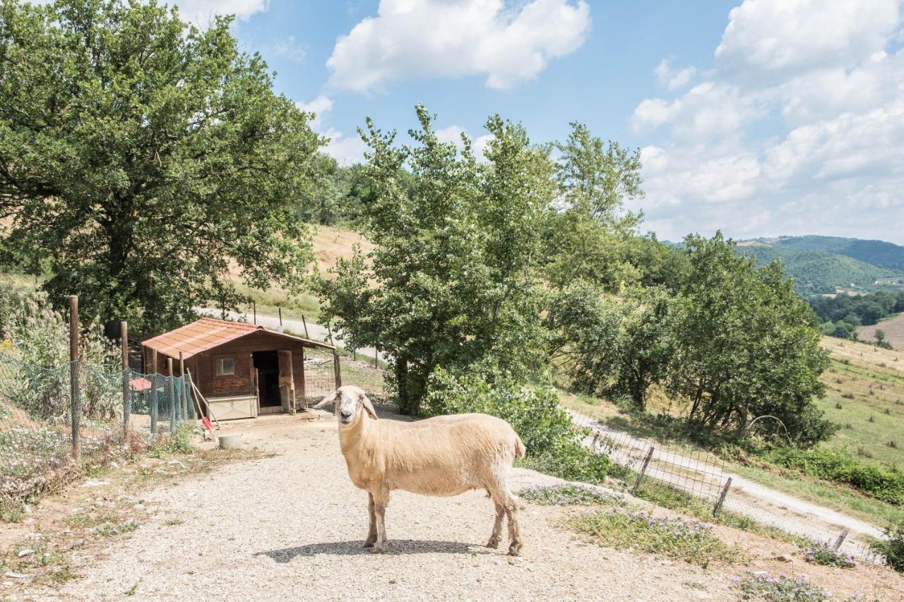 Agriturismo Goccia Di Luna 움베티드 외부 사진