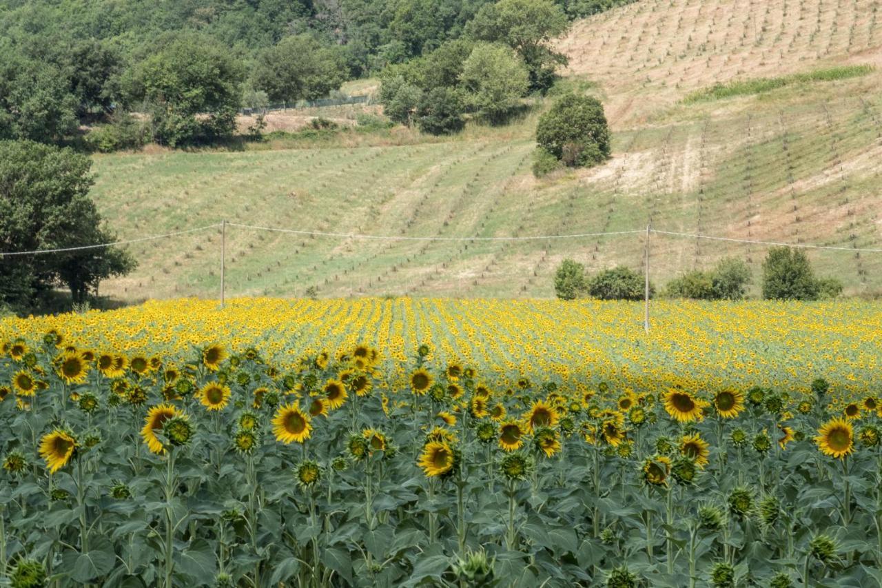 Agriturismo Goccia Di Luna 움베티드 외부 사진
