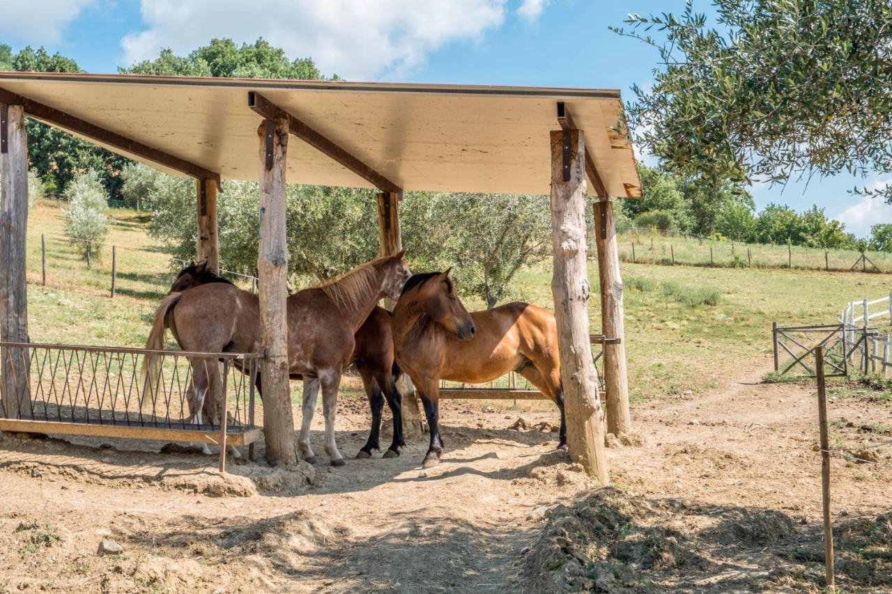 Agriturismo Goccia Di Luna 움베티드 외부 사진