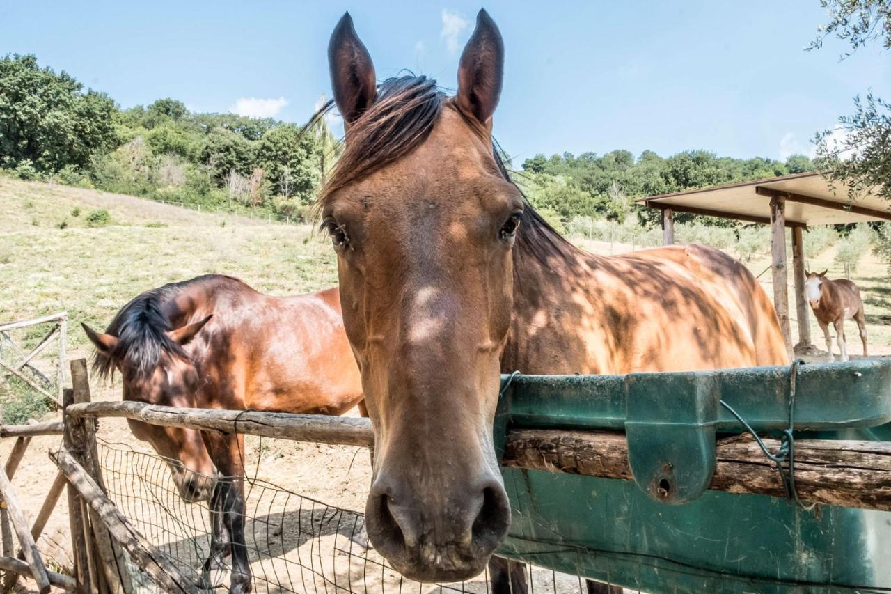 Agriturismo Goccia Di Luna 움베티드 외부 사진