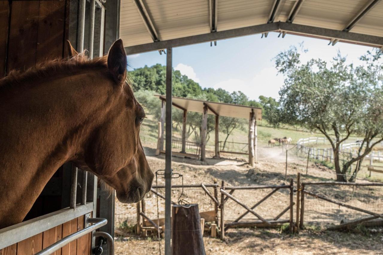 Agriturismo Goccia Di Luna 움베티드 외부 사진