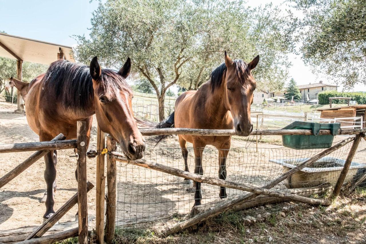 Agriturismo Goccia Di Luna 움베티드 외부 사진